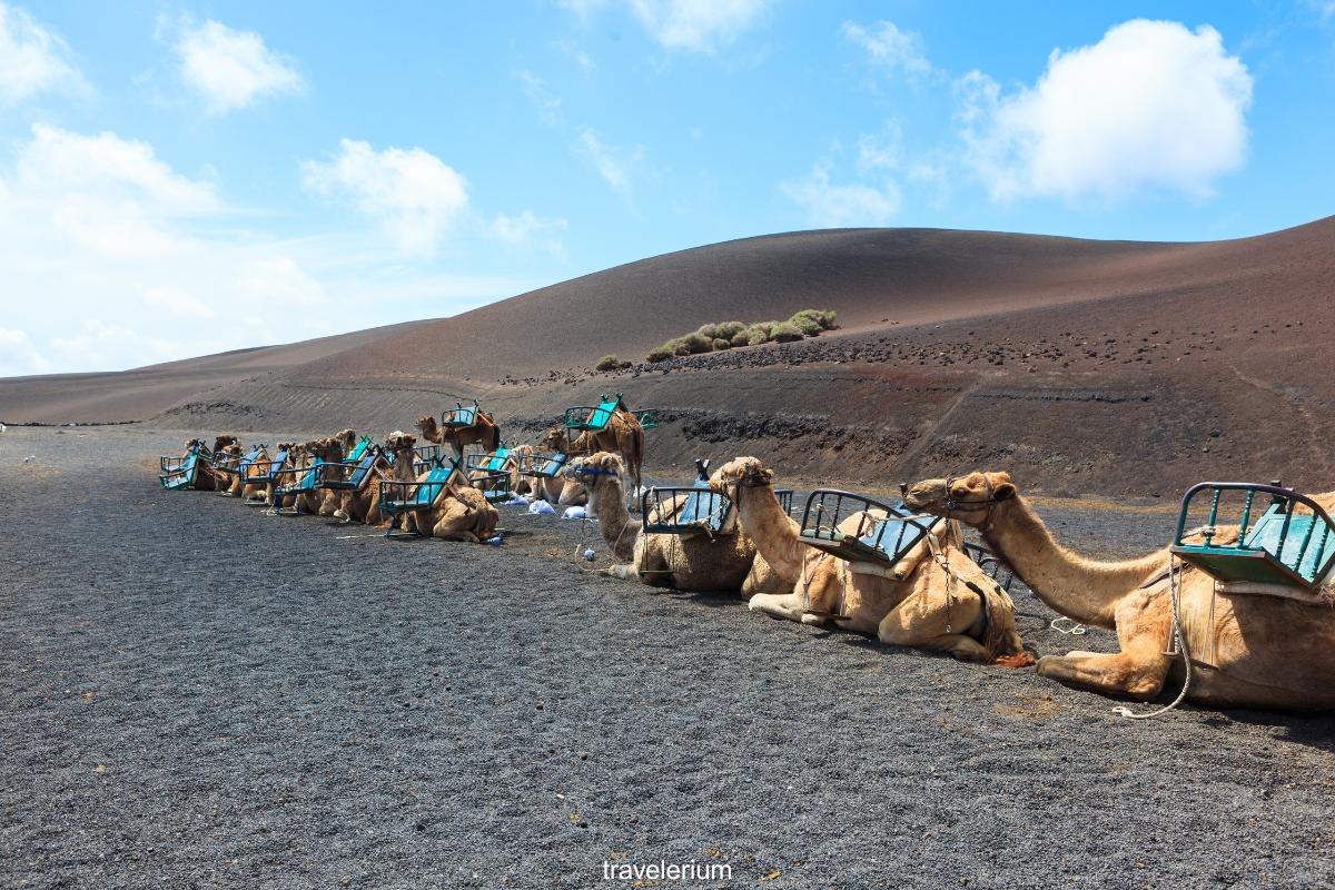 Camel Rides - Timanfaya