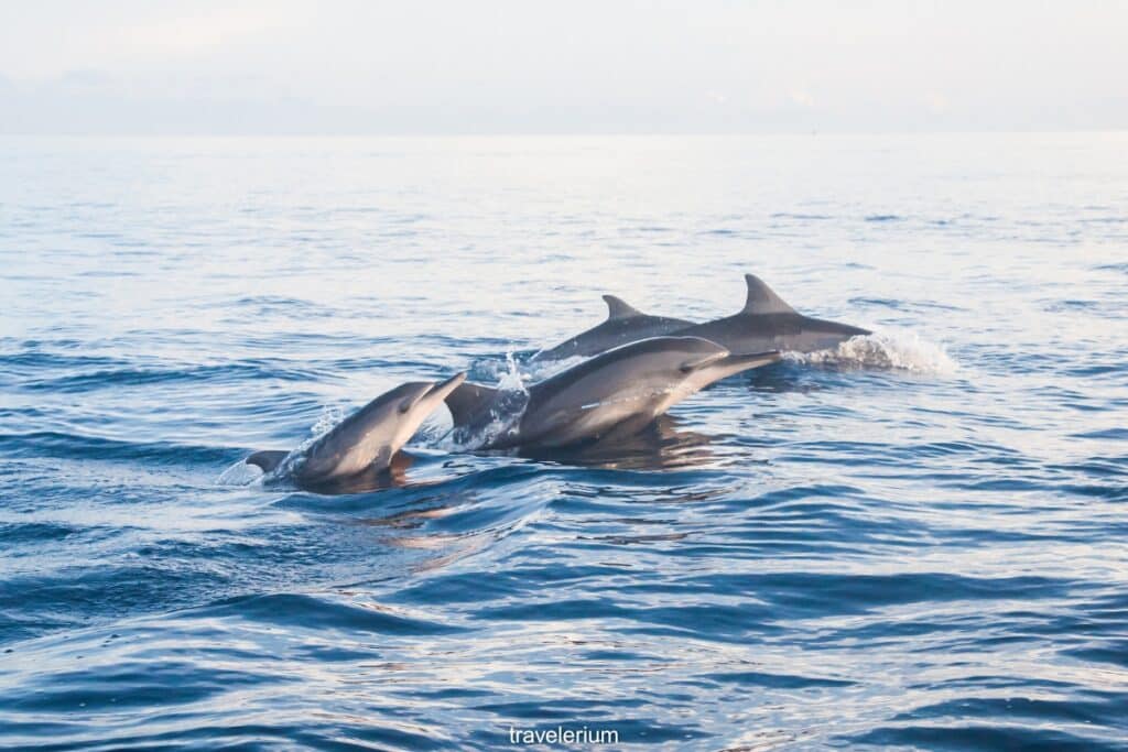 Whale And Dolphin Watching